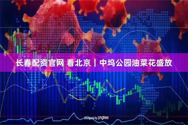长春配资官网 看北京｜中坞公园油菜花盛放