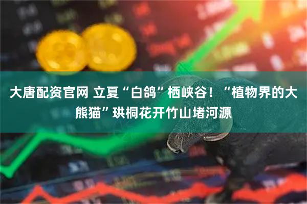 大唐配资官网 立夏“白鸽”栖峡谷！“植物界的大熊猫”珙桐花开竹山堵河源